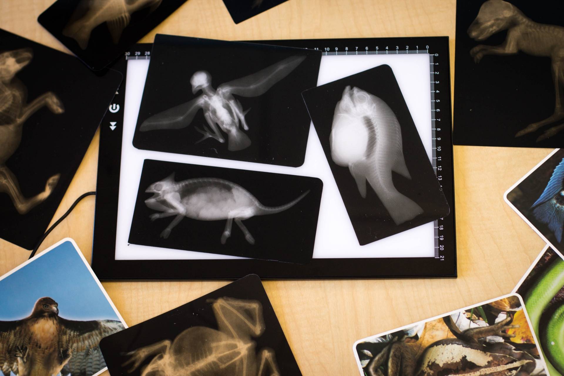Animal X-Ray Toolkit Contents